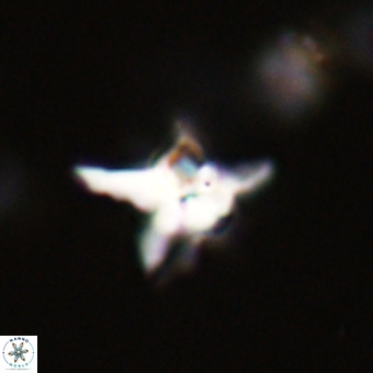 Quadrum blairiae VR 23161
