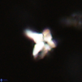 Quadrum blairiae VR 23162