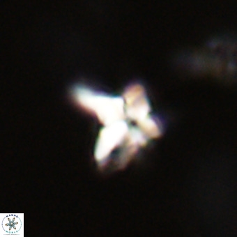 Quadrum blairiae VR 23162