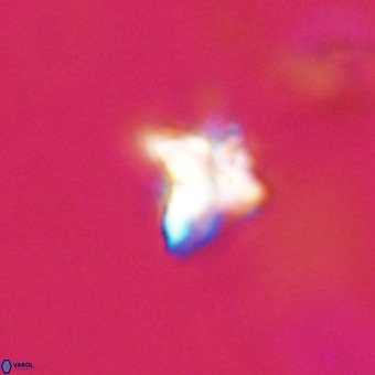 Quadrum blairiae VR 23163