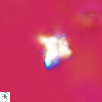 Quadrum blairiae VR 23163