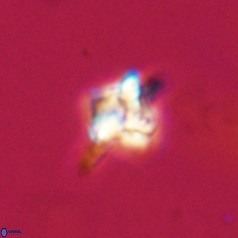 Quadrum blairiae VR 23174
