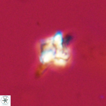 Quadrum blairiae VR 23174
