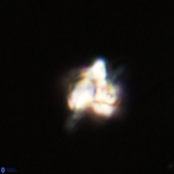 Quadrum blairiae VR 23175