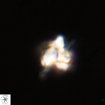 Quadrum blairiae VR 23175