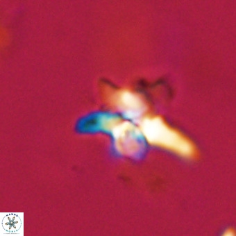 Quadrum blairiae VR 23176