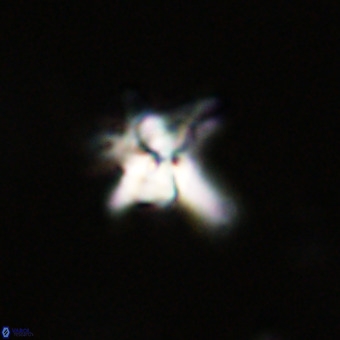 Quadrum blairiae VR 23177