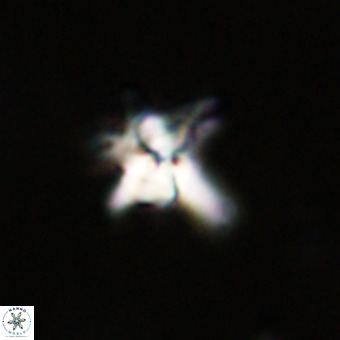 Quadrum blairiae VR 23177