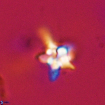 Quadrum blairiae VR 23178
