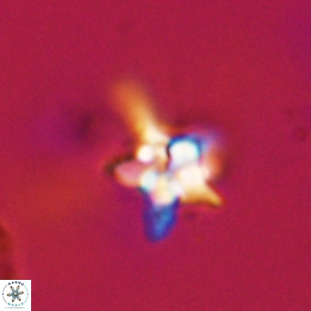 Quadrum blairiae VR 23178