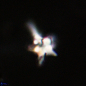 Quadrum blairiae VR 23179