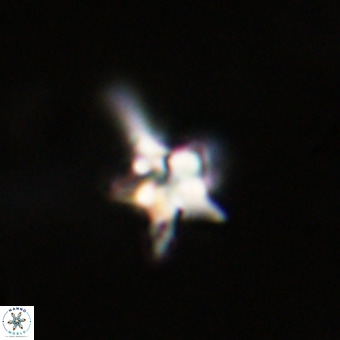 Quadrum blairiae VR 23179