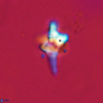Quadrum blairiae VR 23170