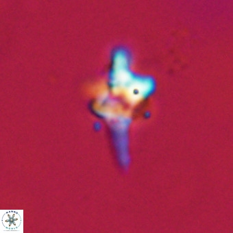 Quadrum blairiae VR 23170