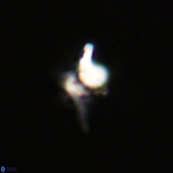 Quadrum blairiae VR 23171