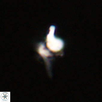 Quadrum blairiae VR 23171