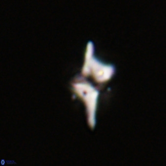 Quadrum blairiae VR 23172