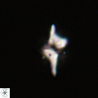 Quadrum blairiae VR 23172