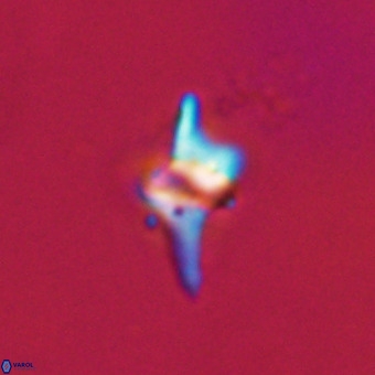 Quadrum blairiae VR 23173