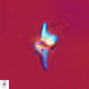 Quadrum blairiae VR 23173