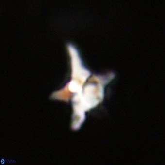 Quadrum blairiae VR 23184