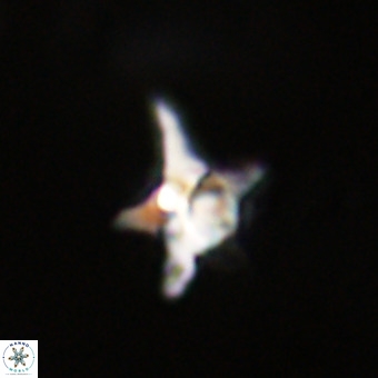 Quadrum blairiae VR 23184