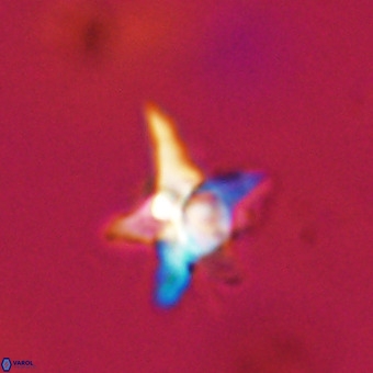 Quadrum blairiae VR 23185