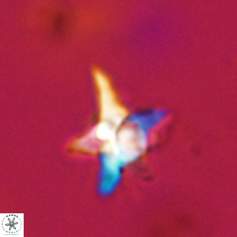 Quadrum blairiae VR 23185