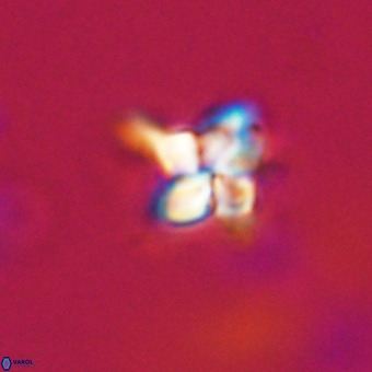 Quadrum blairiae VR 23186