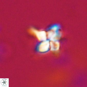 Quadrum blairiae VR 23186