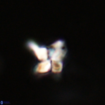 Quadrum blairiae VR 23187