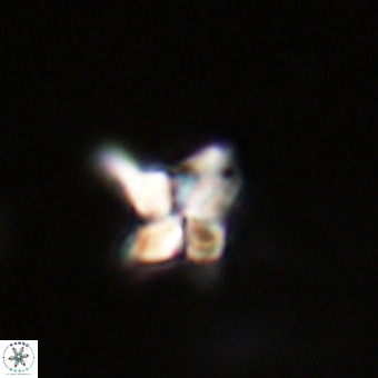 Quadrum blairiae VR 23187