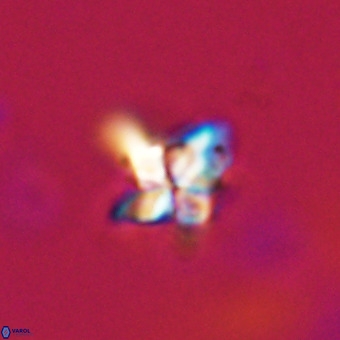 Quadrum blairiae VR 23188