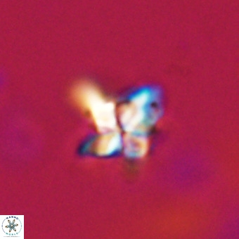 Quadrum blairiae VR 23188
