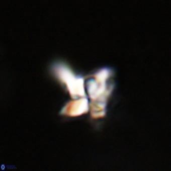Quadrum blairiae VR 23189
