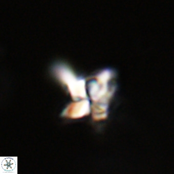 Quadrum blairiae VR 23189