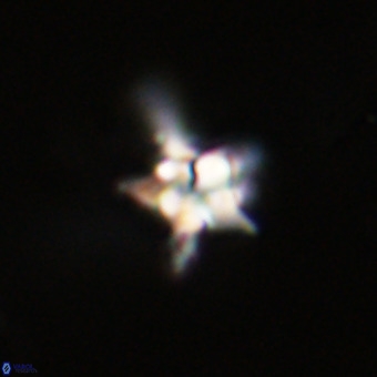 Quadrum blairiae VR 23180