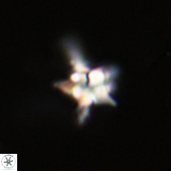 Quadrum blairiae VR 23180