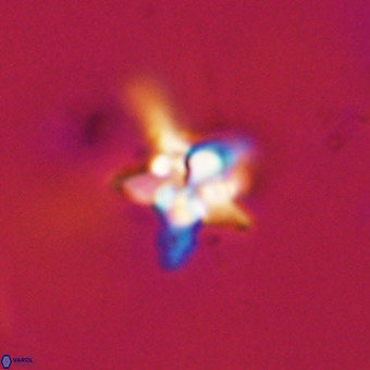 Quadrum blairiae VR 23181