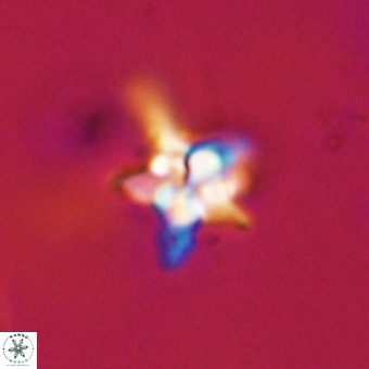 Quadrum blairiae VR 23181
