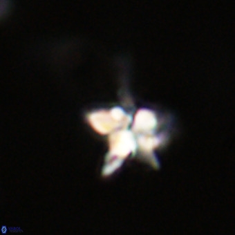 Quadrum blairiae VR 23182