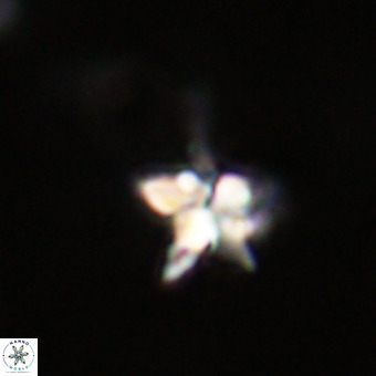 Quadrum blairiae VR 23182