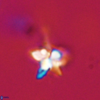 Quadrum blairiae VR 23183