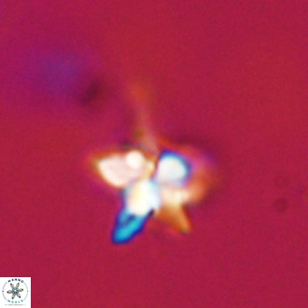Quadrum blairiae VR 23183
