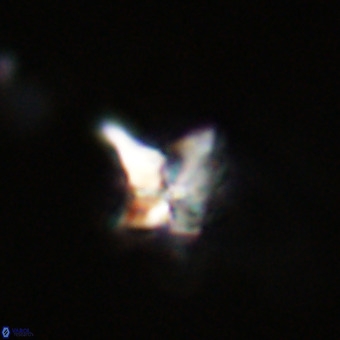 Quadrum blairiae VR 23194