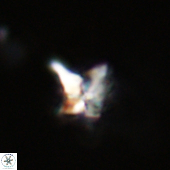 Quadrum blairiae VR 23194
