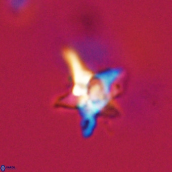 Quadrum blairiae VR 23195