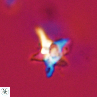 Quadrum blairiae VR 23195