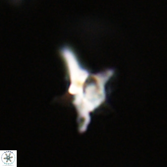 Quadrum blairiae VR 23196