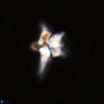 Quadrum blairiae VR 23197